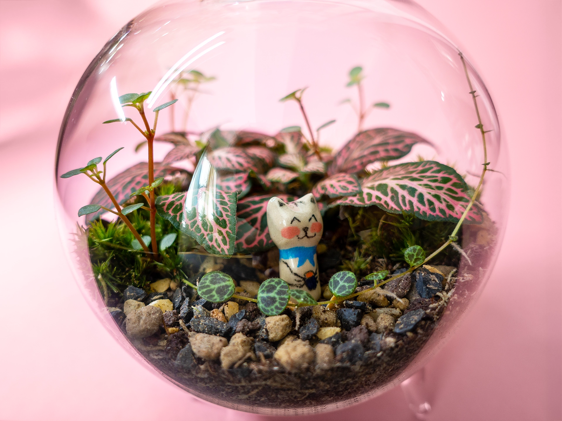 Terariu mic cu plante naturale