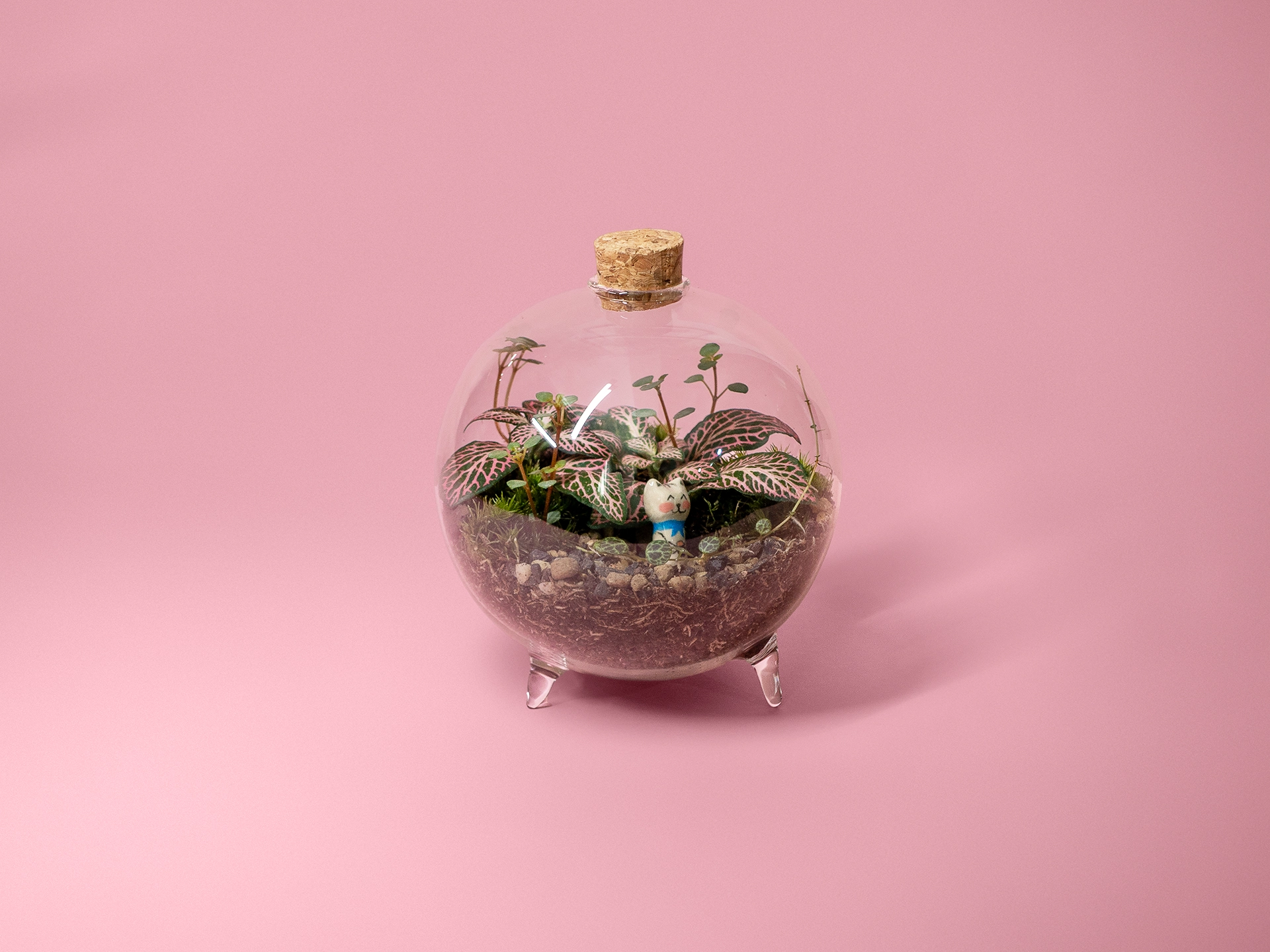 Terariu mic cu plante naturale