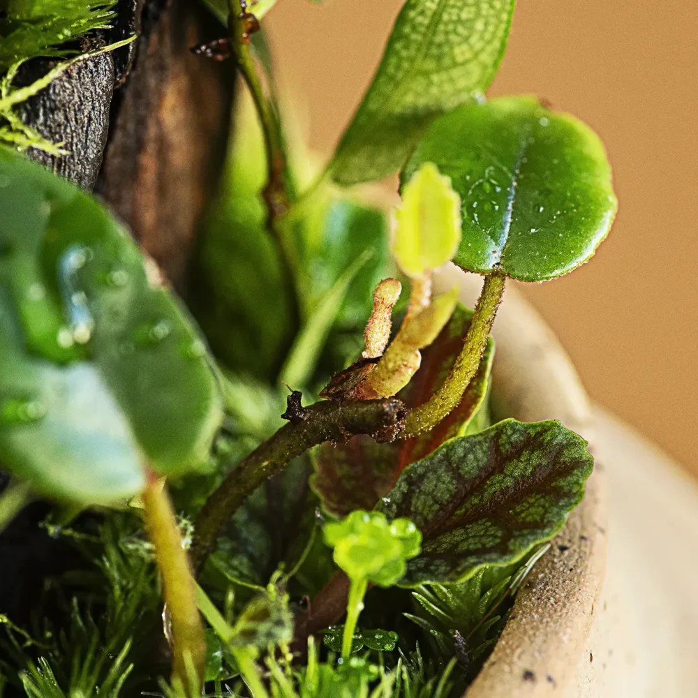 terariu mediu cu plante naturale white cloche