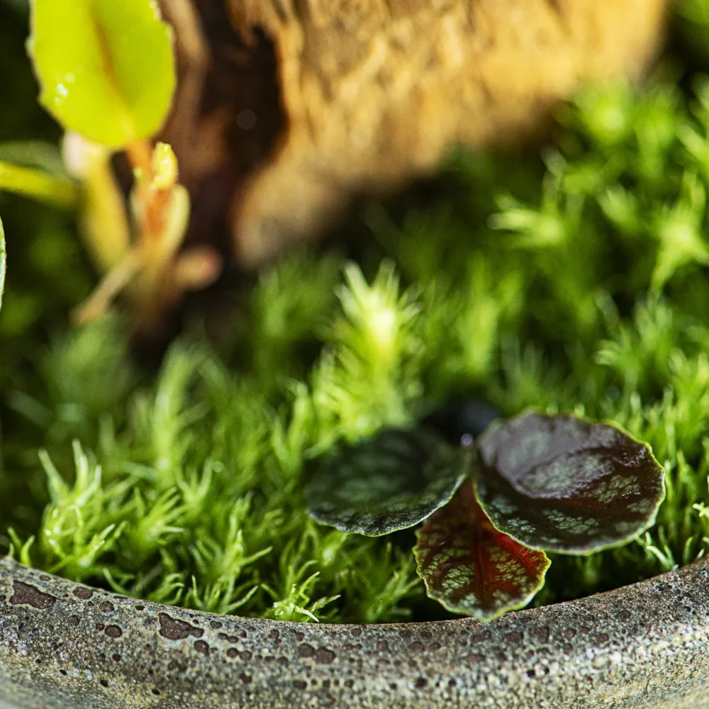 terariu mediu cu plante naturale green cloche