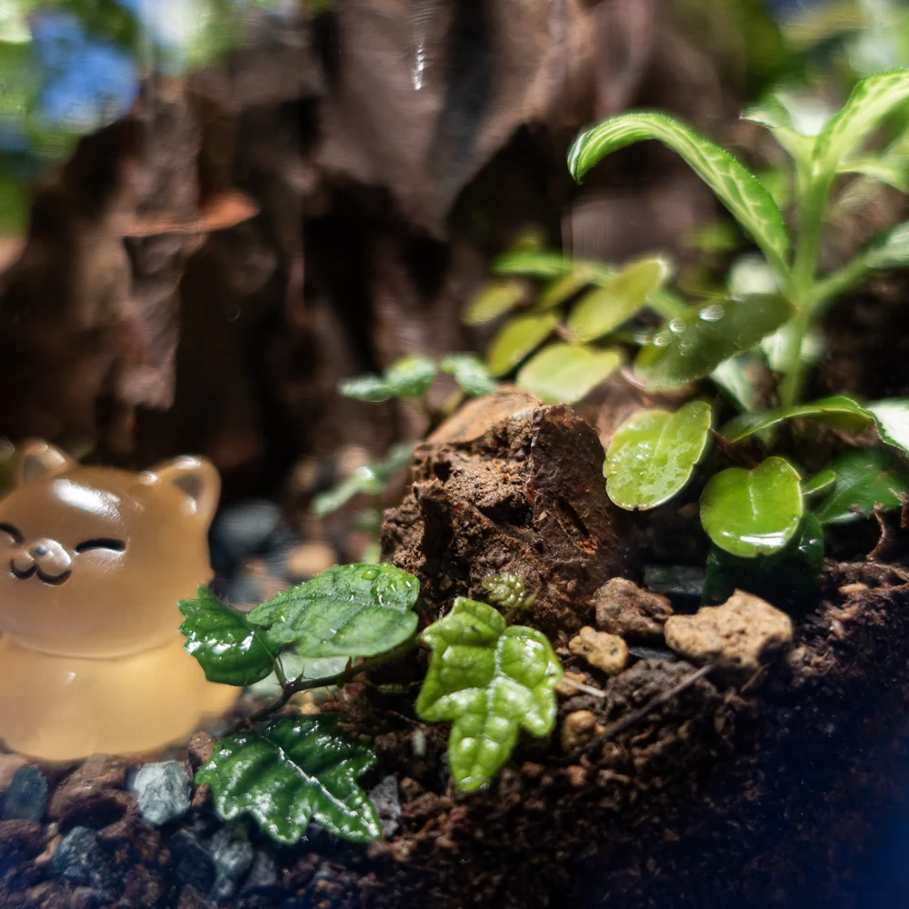 terariu mare cu plante naturale Apothecary L