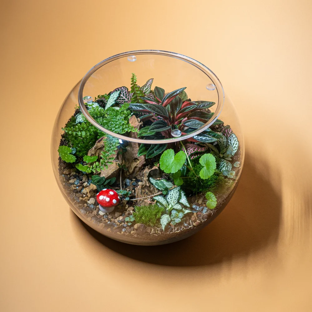 terariu mediu plante naturale small orb