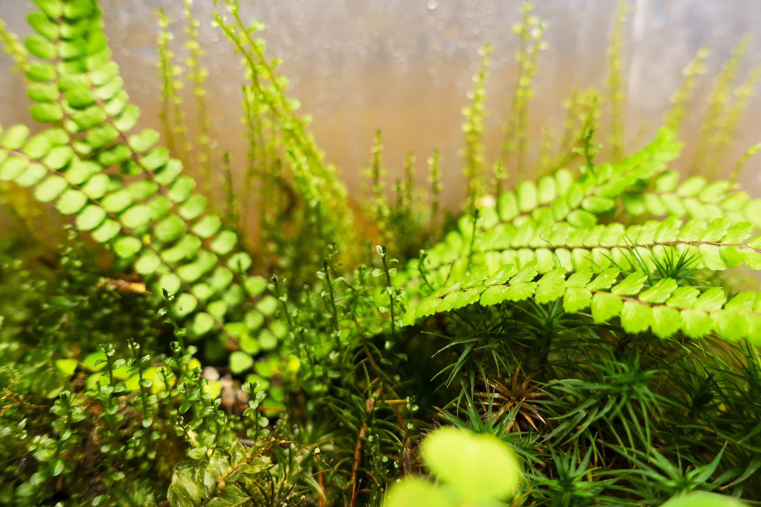 minimaterra terariu terrarium natura 4