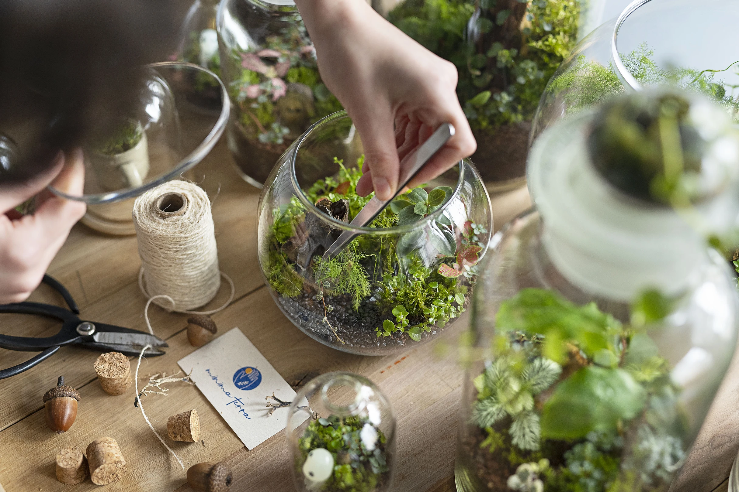 terariu plante mentenanta ingrijirea terariului