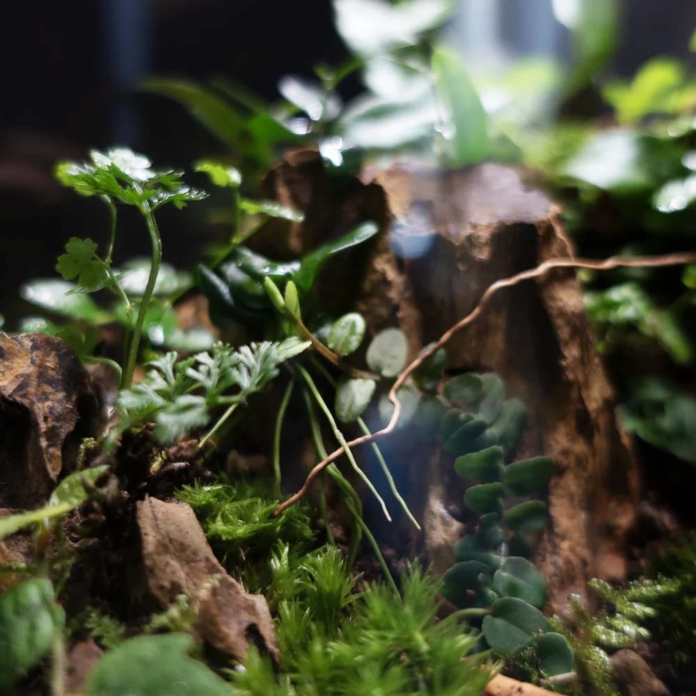 terariu mare cu plante naturale The Box