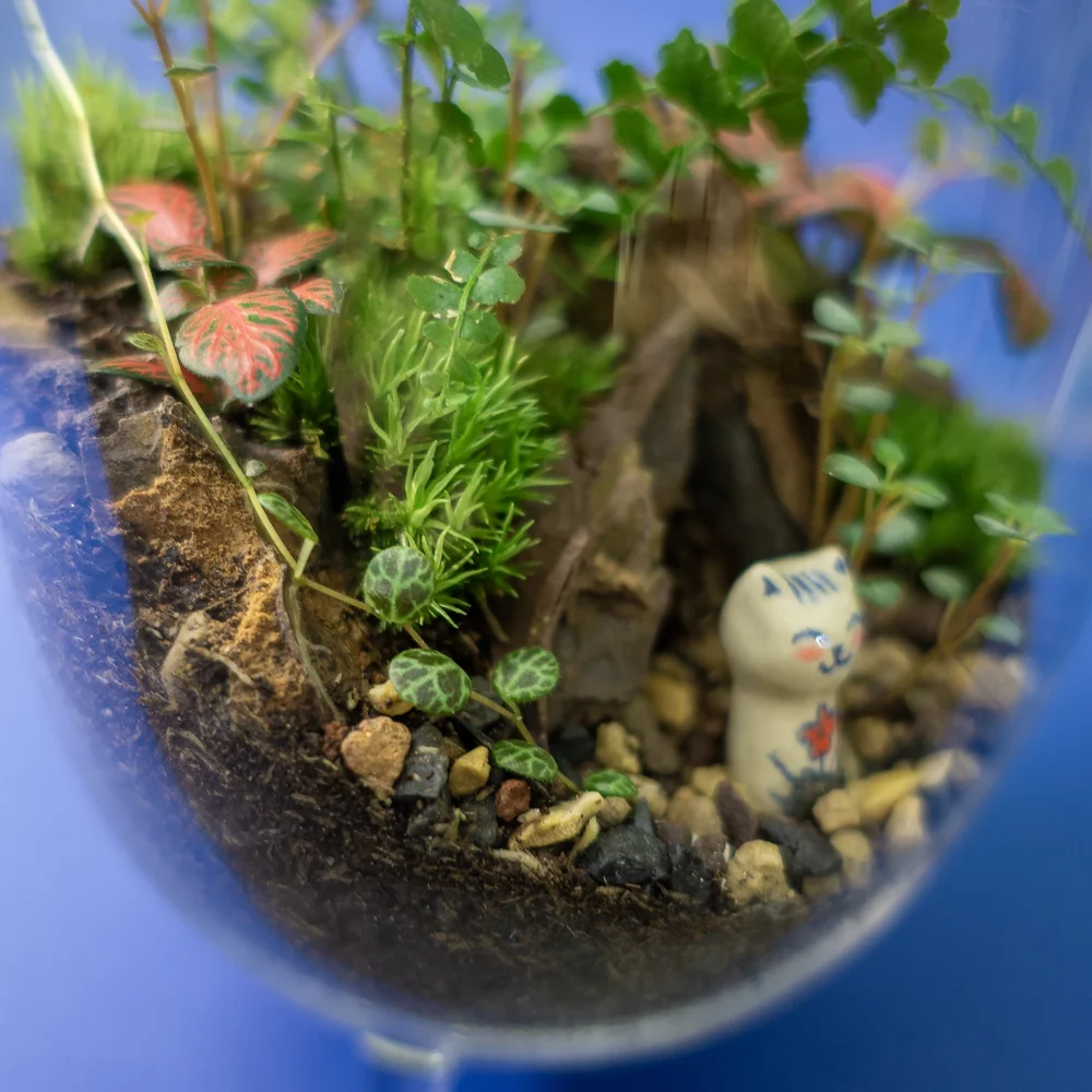 terariu mediu plante verzi the rocket