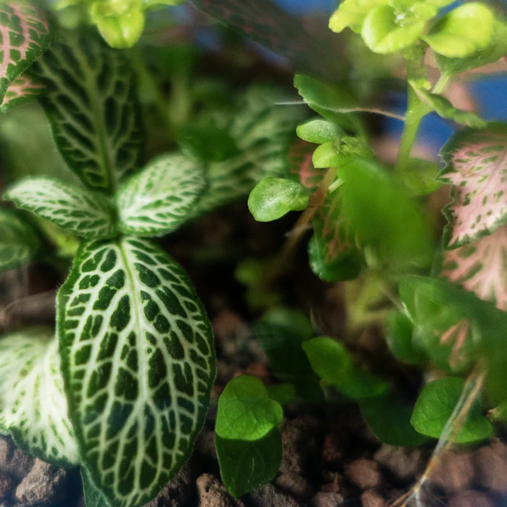 terariu mic plante naturale the potion 2