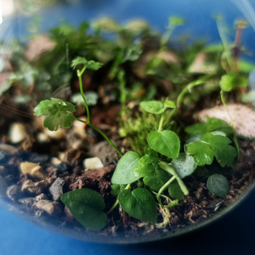 terariu mic plante naturale the potion 2