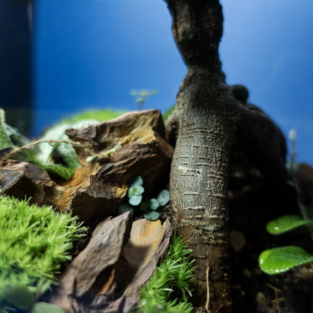 Bonsai Ginseng într-un terariu autosustenabil