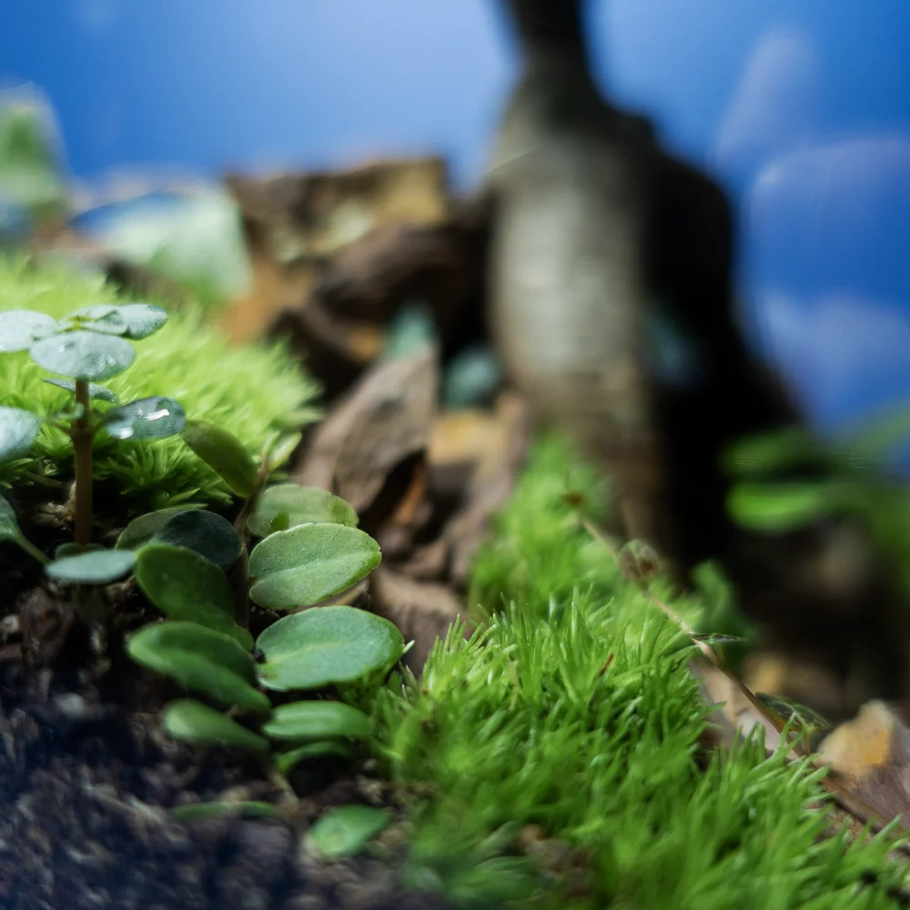 Terariu decorativ pentru birou sau spații moderne