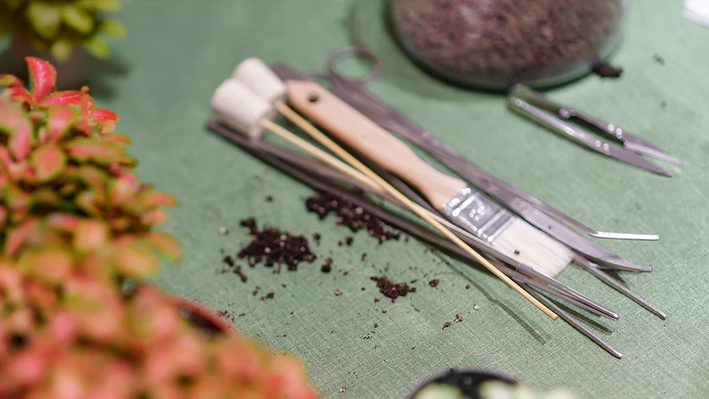 Atelier de terarii cu plante naturale