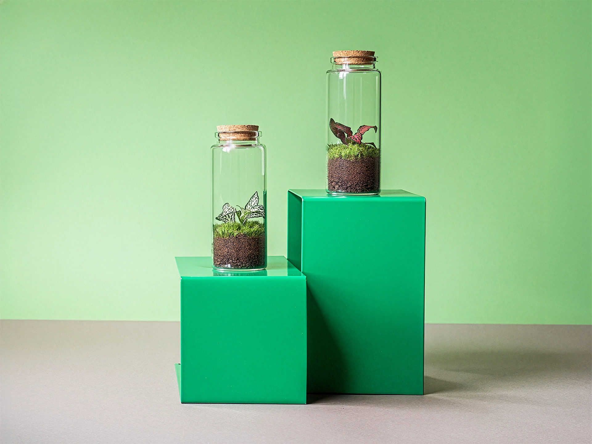 terariu plante naturale tropicale