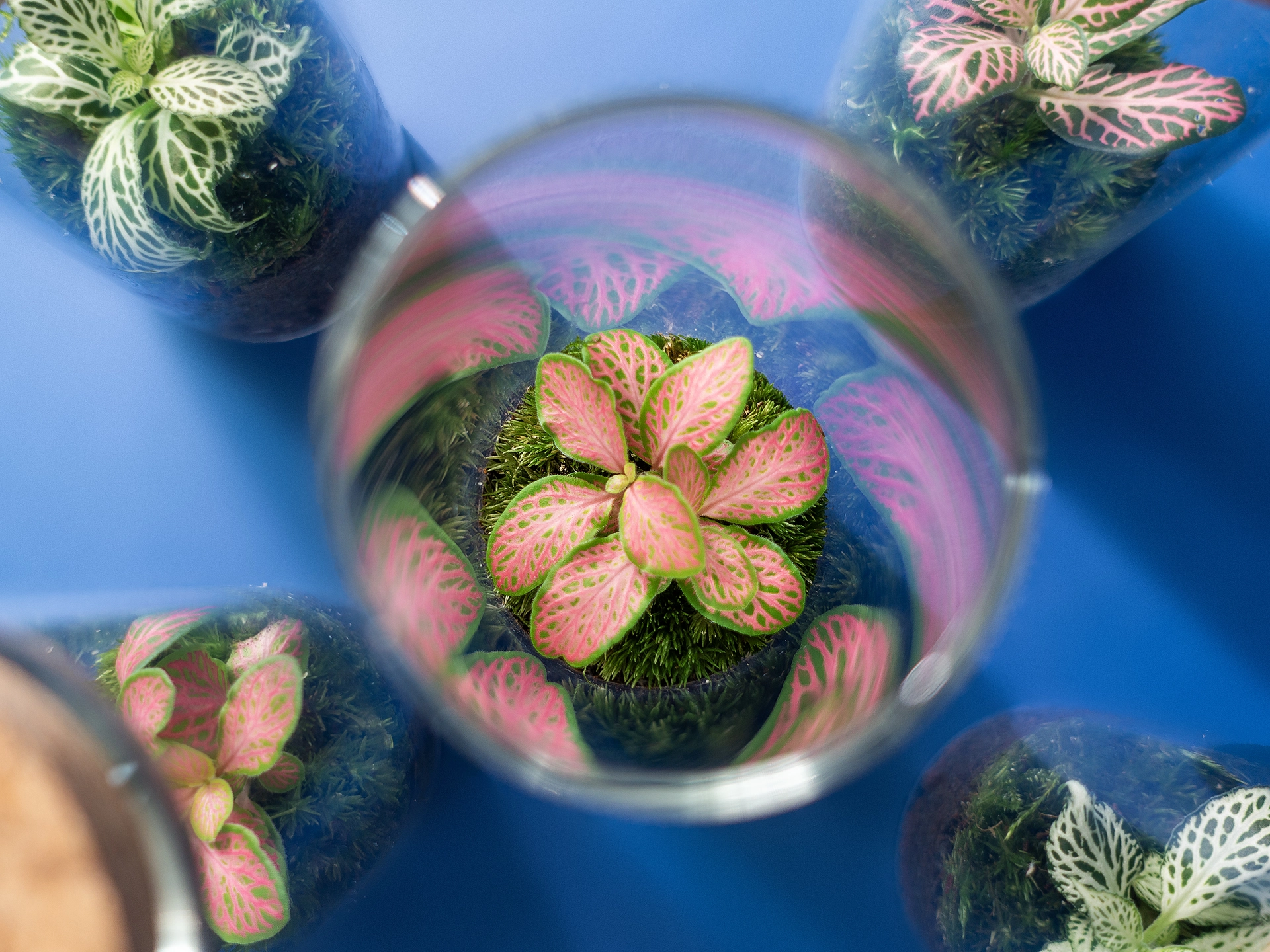 The Mini - imagine 4