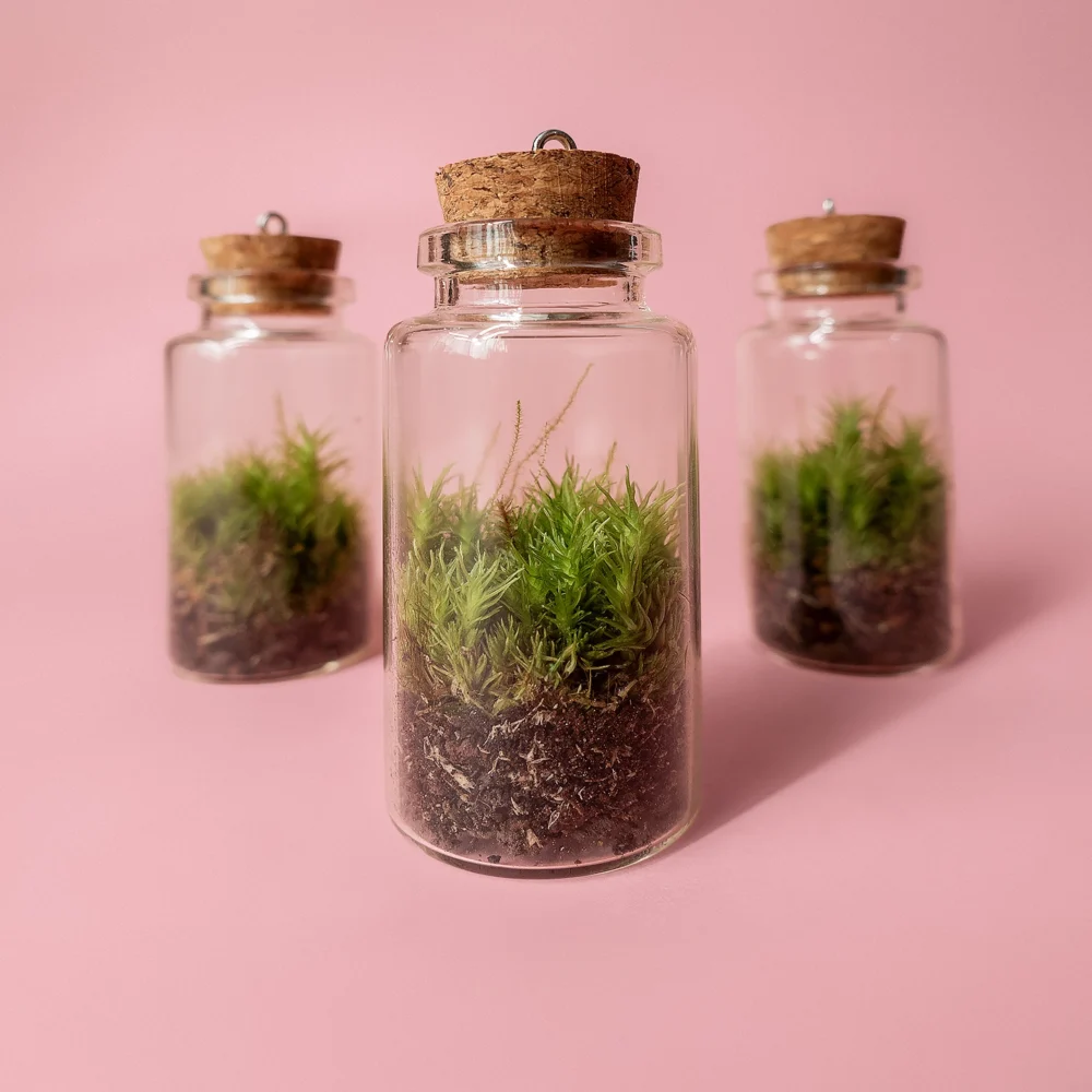 marturie terariu plante naturale