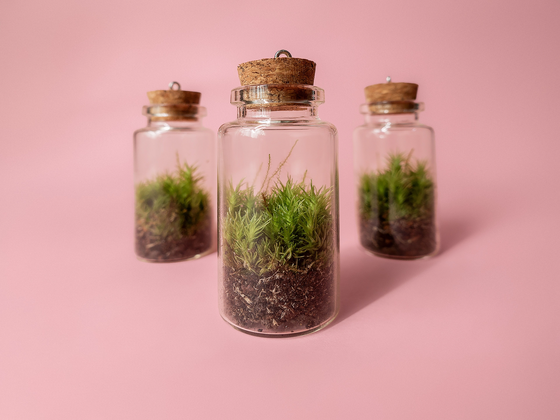 marturie terariu plante naturale