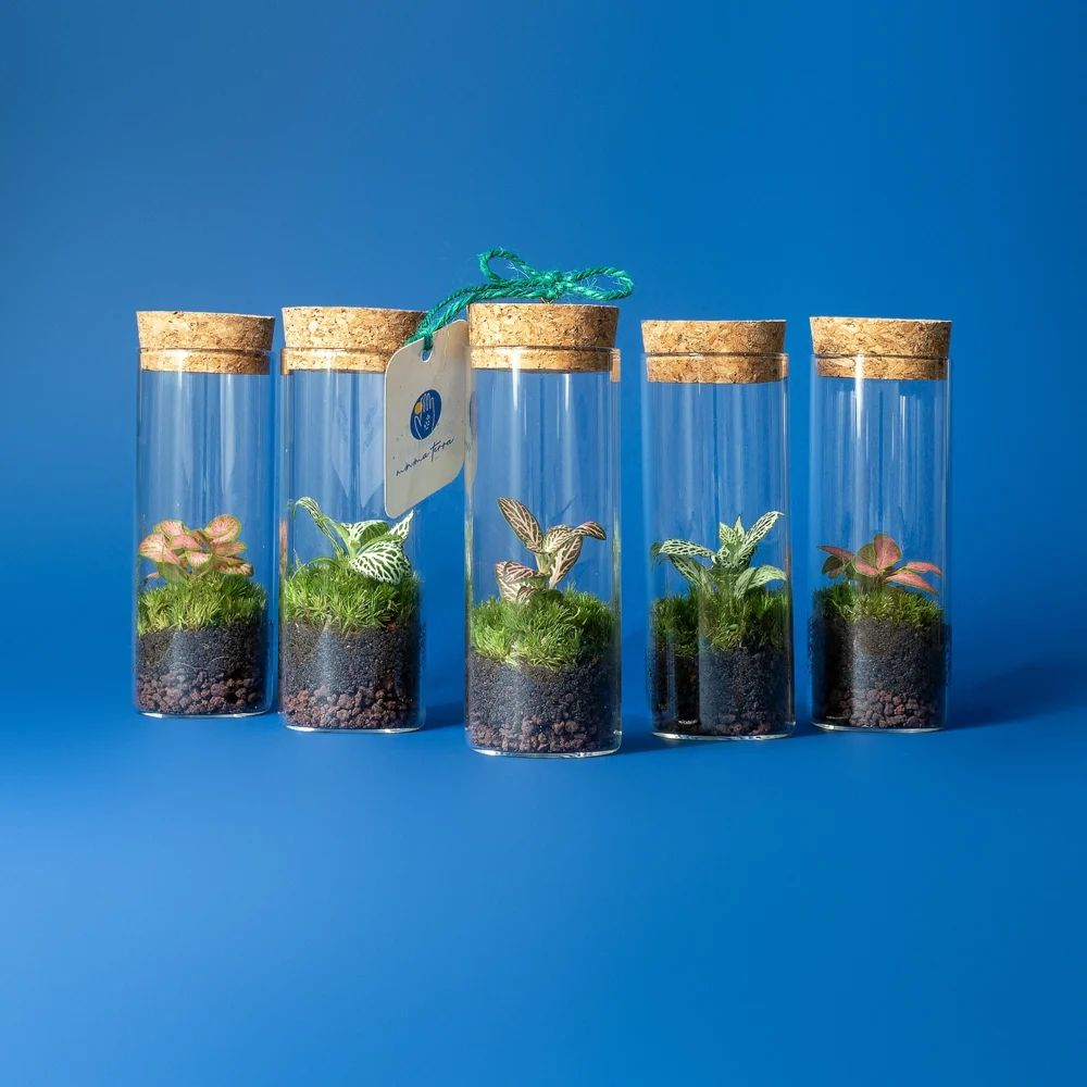 marturie terariu plante naturale