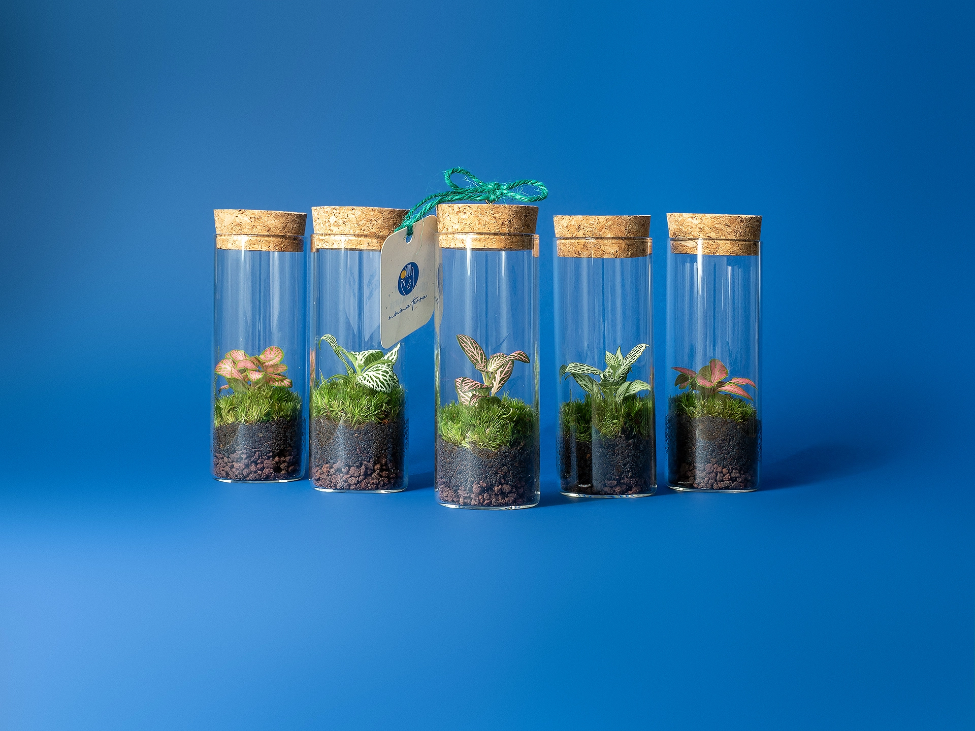 marturie terariu plante naturale