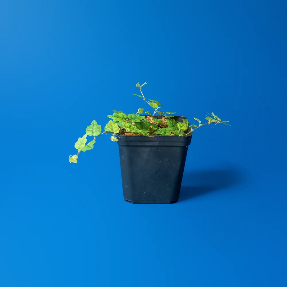 Planta de terariu Ficus pumila var Quercifolia inradacinata in muschi sphagnum natural