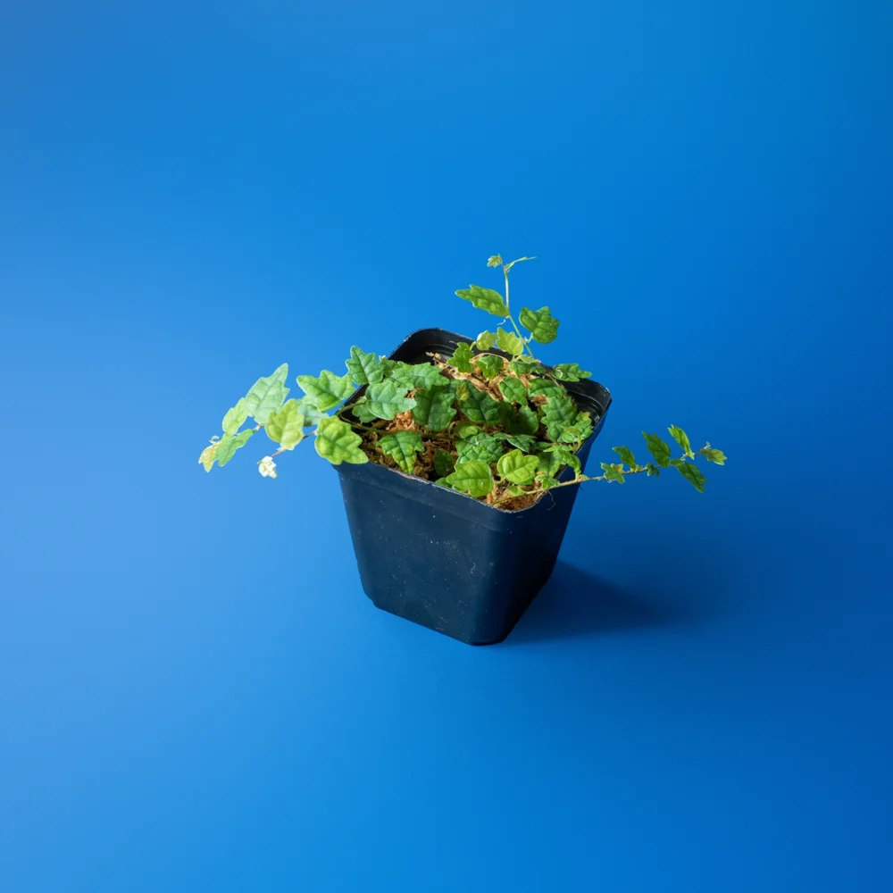 Planta de terariu Ficus pumila var Quercifolia inradacinata in muschi sphagnum natural