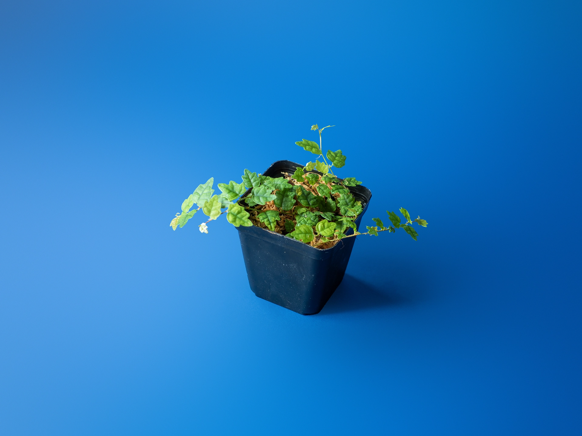 Planta de terariu Ficus pumila var Quercifolia inradacinata in muschi sphagnum natural