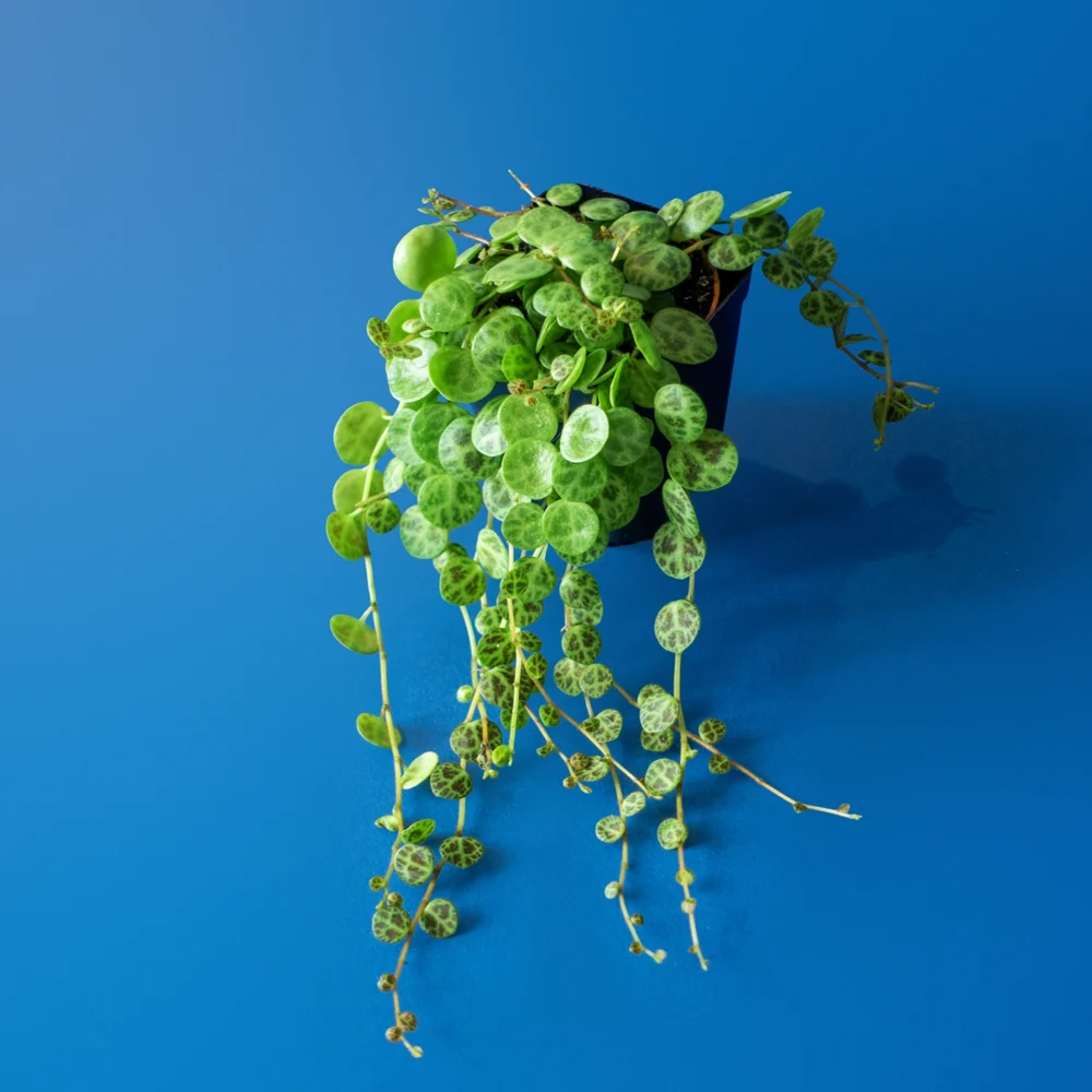 Planta de terariu Peperomia Prostrata cu frunze decorative tip broasca testoasa in ghiveci