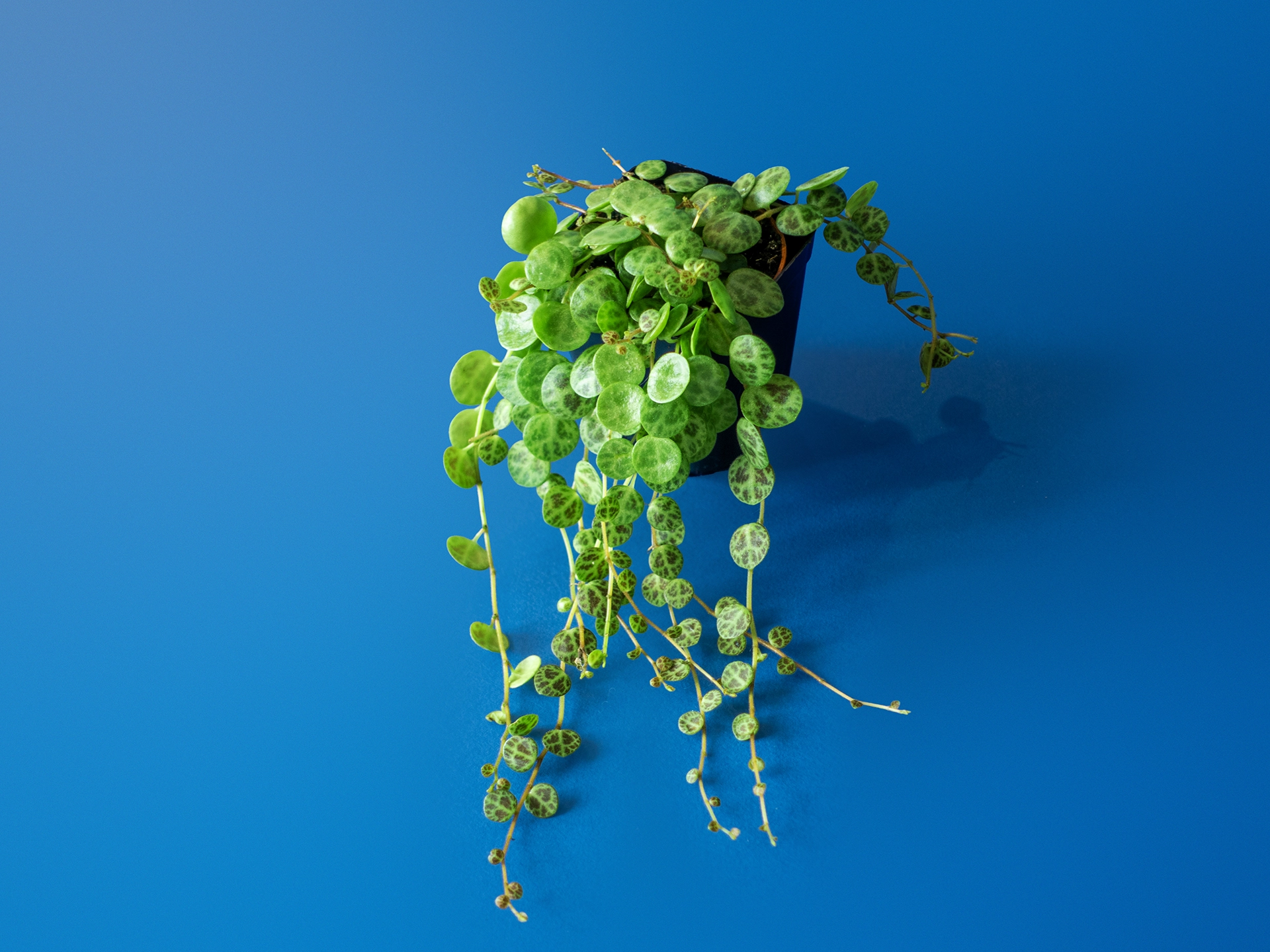 Planta de terariu Peperomia Prostrata cu frunze decorative tip broasca testoasa in ghiveci