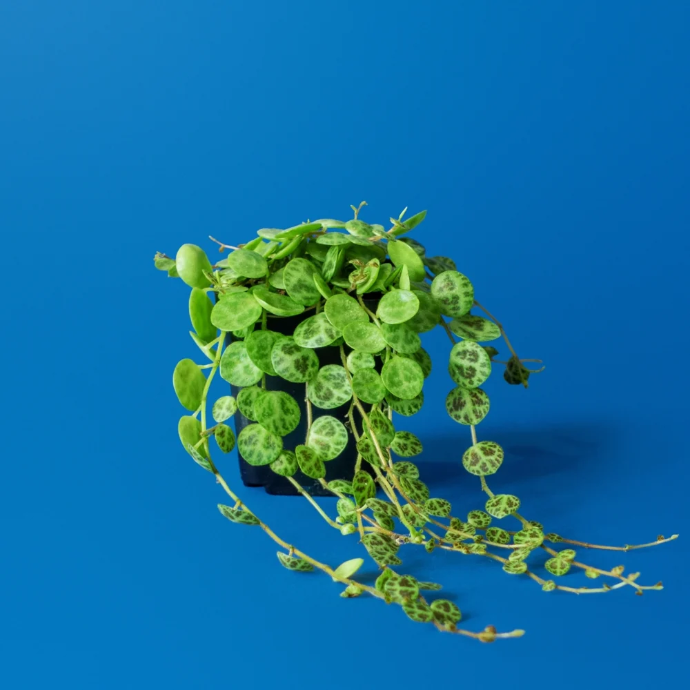 Planta de terariu Peperomia Prostrata cu frunze decorative tip broasca testoasa in ghiveci