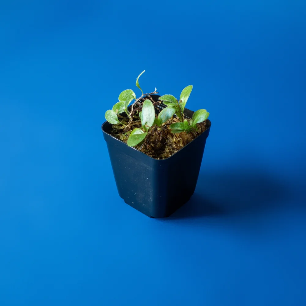 Planta de terariu Pyrrosia Nummularifolia inradacinata in muschi sphagnum natural