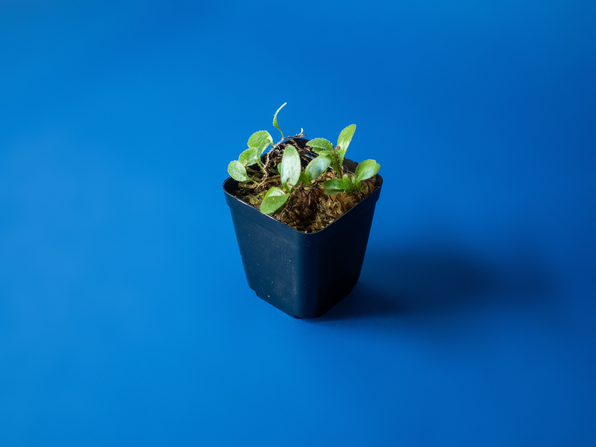Planta de terariu Pyrrosia Nummularifolia inradacinata in muschi sphagnum natural