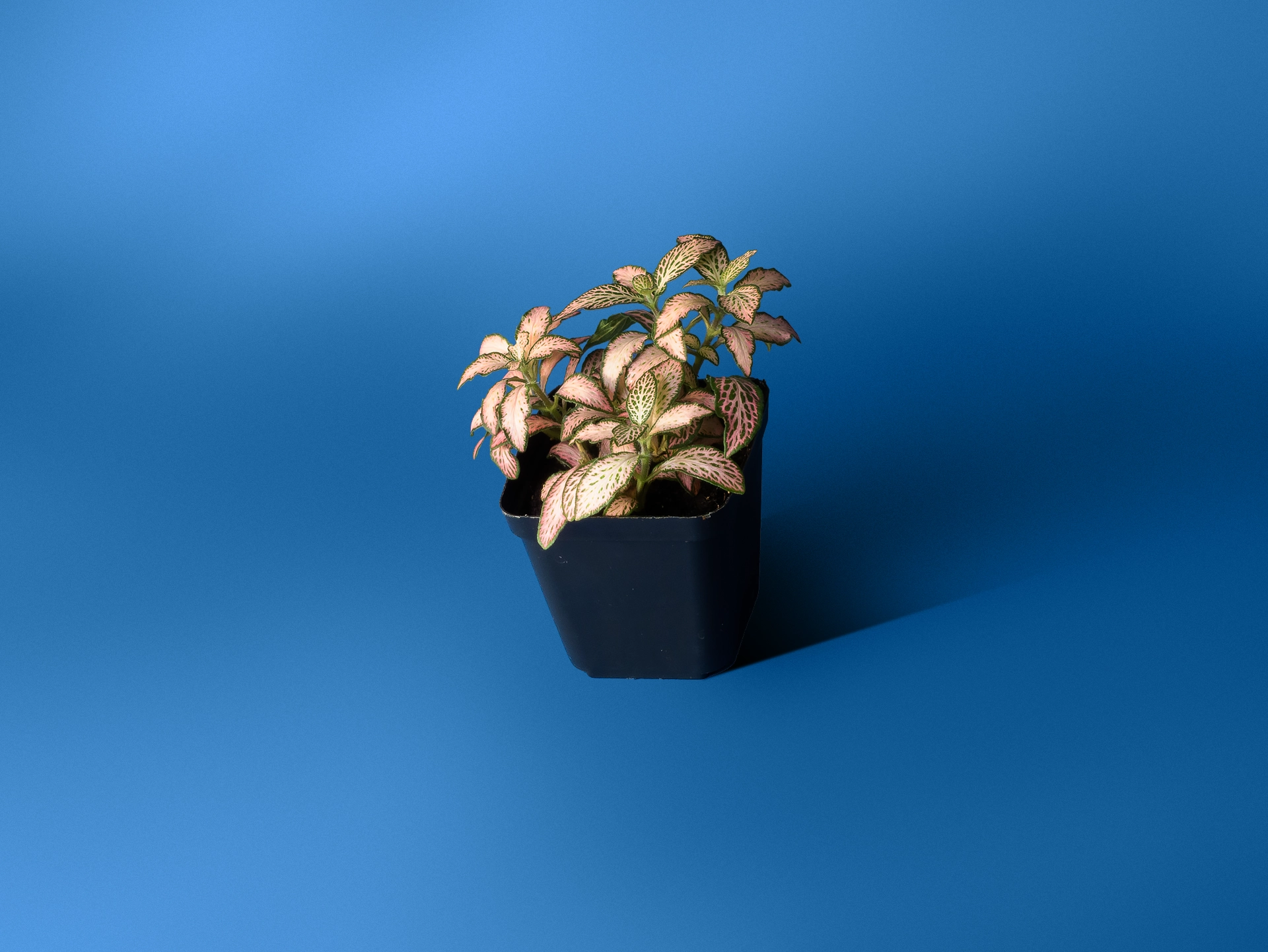 Fittonia Pink Forest Flame 2 plante naturale verzi terariu