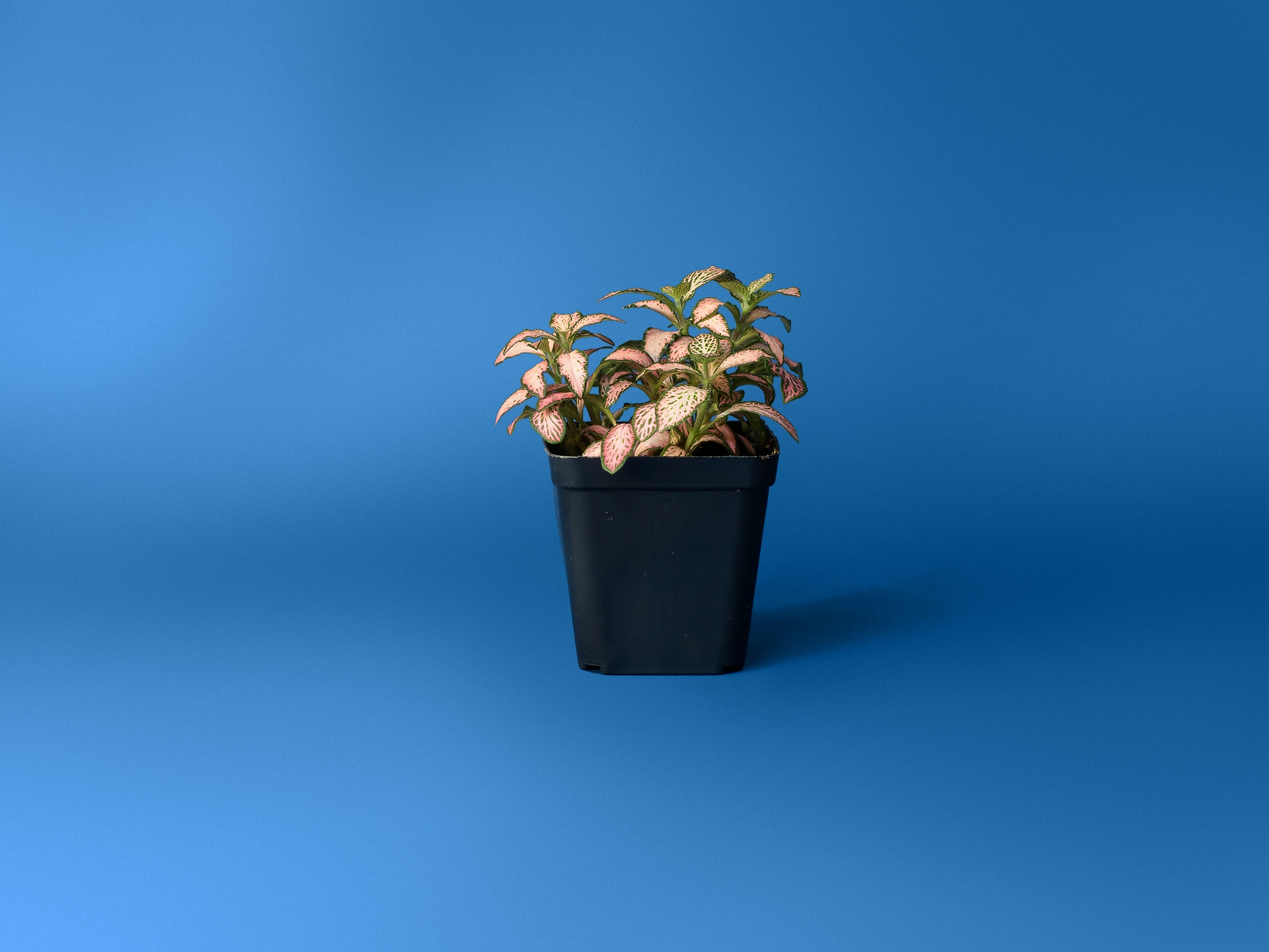 Fittonia Pink Forest Flame plante naturale verzi terariu