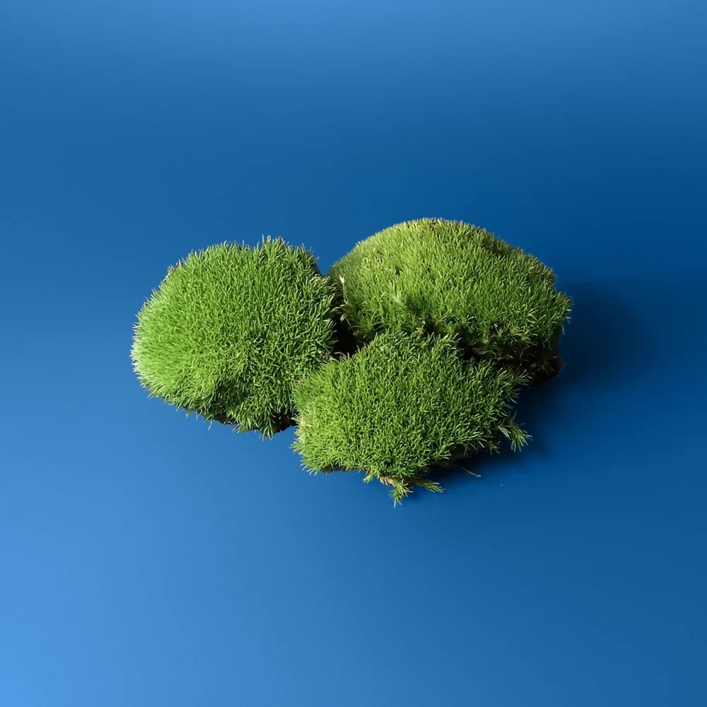 Muschi natural viu Leucobryum Glaucum