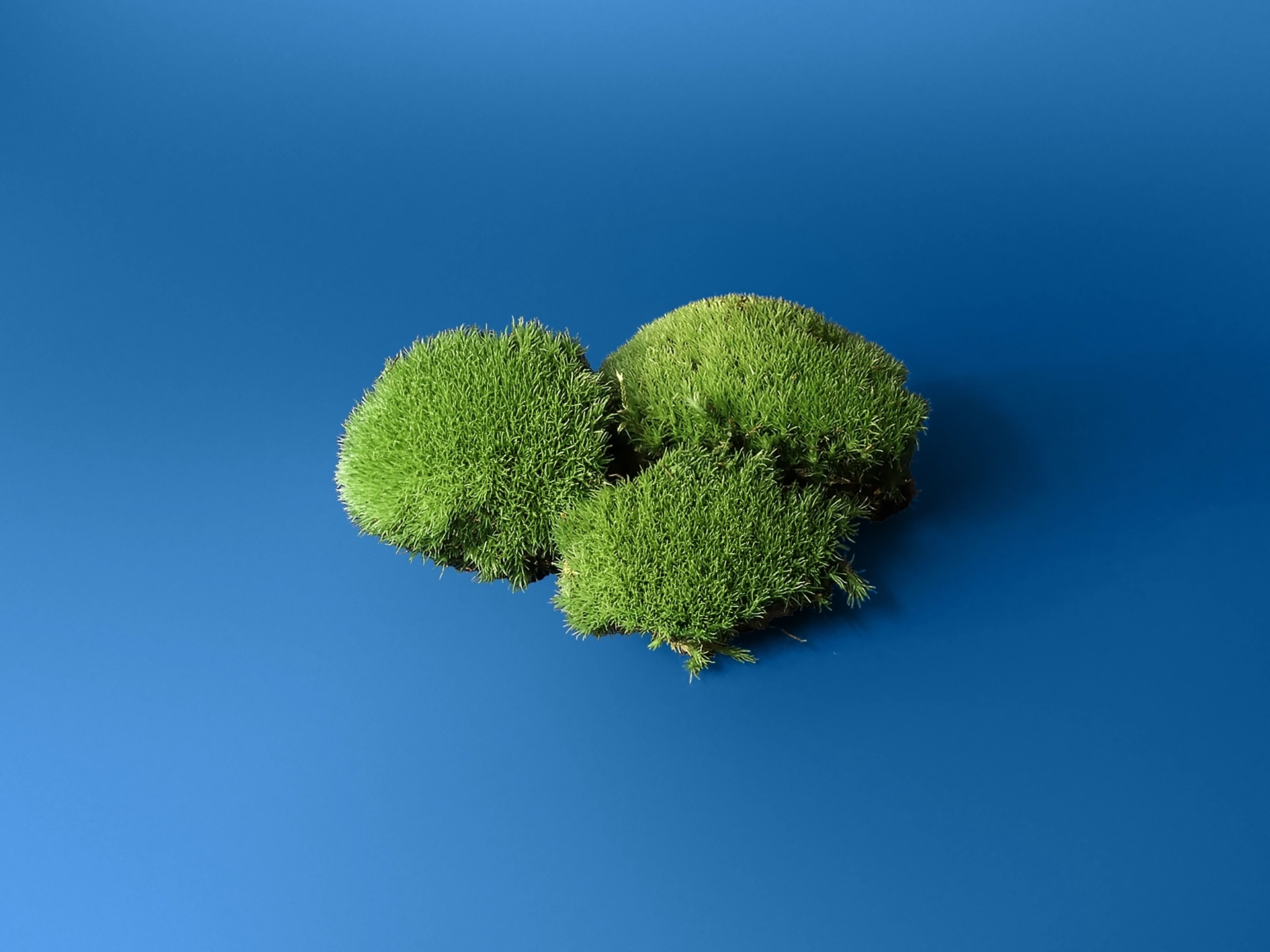 Perne compacte de muschi natural viu Leucobryum Glaucum verde pentru terarii