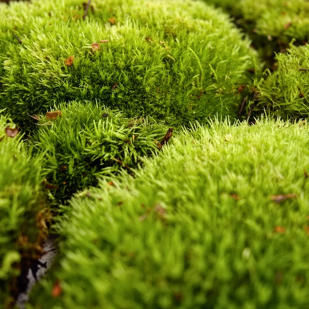 Muschi terariu plante verzi Leucobryum Glaucum