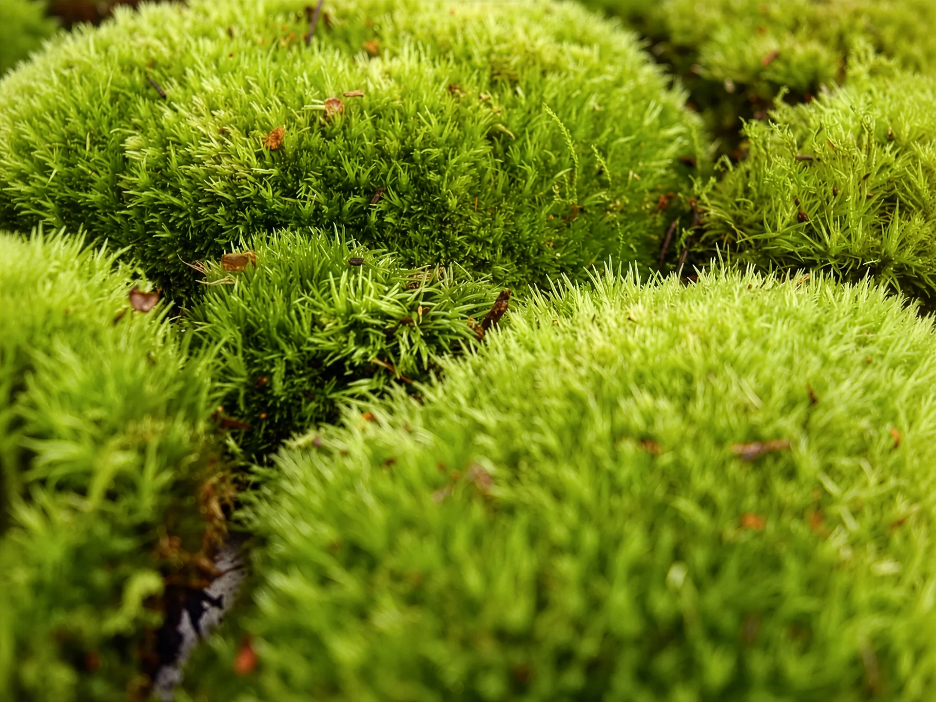 Muschi terariu plante verzi Leucobryum Glaucum