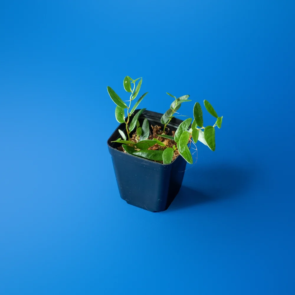 Planta de terariu Ficus Punctata Sp Panama inradacinata in muschi sphagnum natural