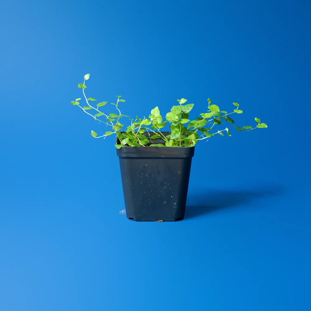 Cumpără o planta de terariu Ficus Sp. Colombia în ghiveci de 7 cm. Lăstar exotic cățărător înrădăcinat în mușchi sphagnum, ideal pentru terarii închise. Livrare prin curier.