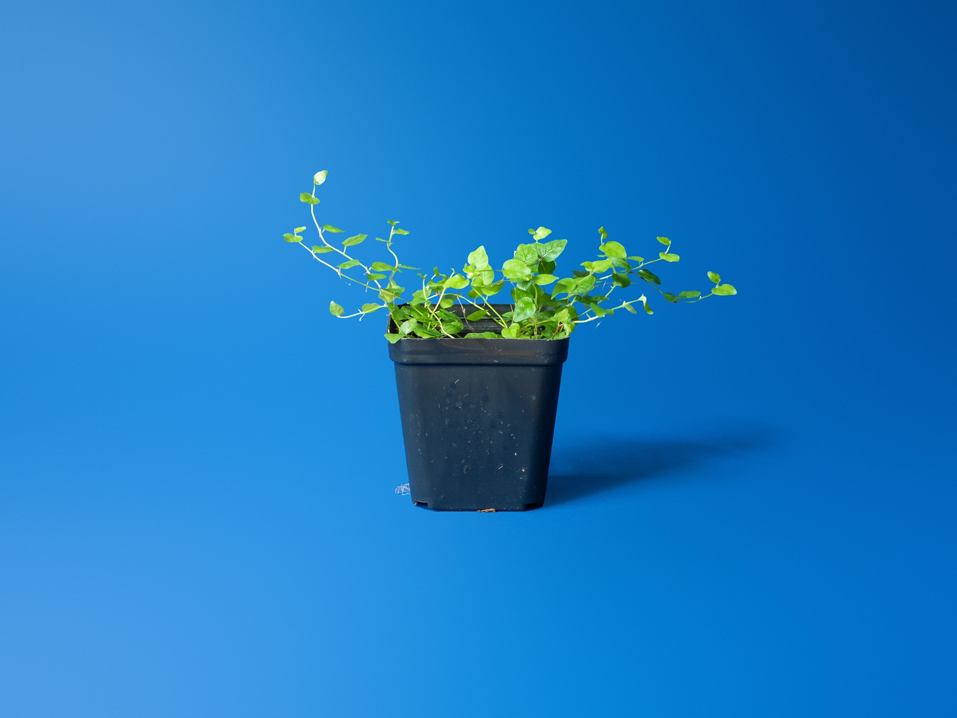 Cumpără o planta de terariu Ficus Sp. Colombia în ghiveci de 7 cm. Lăstar exotic cățărător înrădăcinat în mușchi sphagnum, ideal pentru terarii închise. Livrare prin curier.