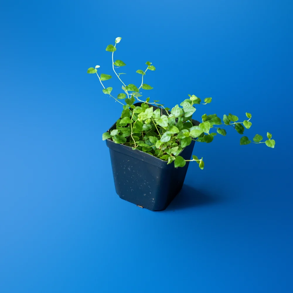 Cumpără o planta de terariu Ficus Sp. Colombia în ghiveci de 7 cm. Lăstar exotic cățărător înrădăcinat în mușchi sphagnum, ideal pentru terarii închise. Livrare prin curier.