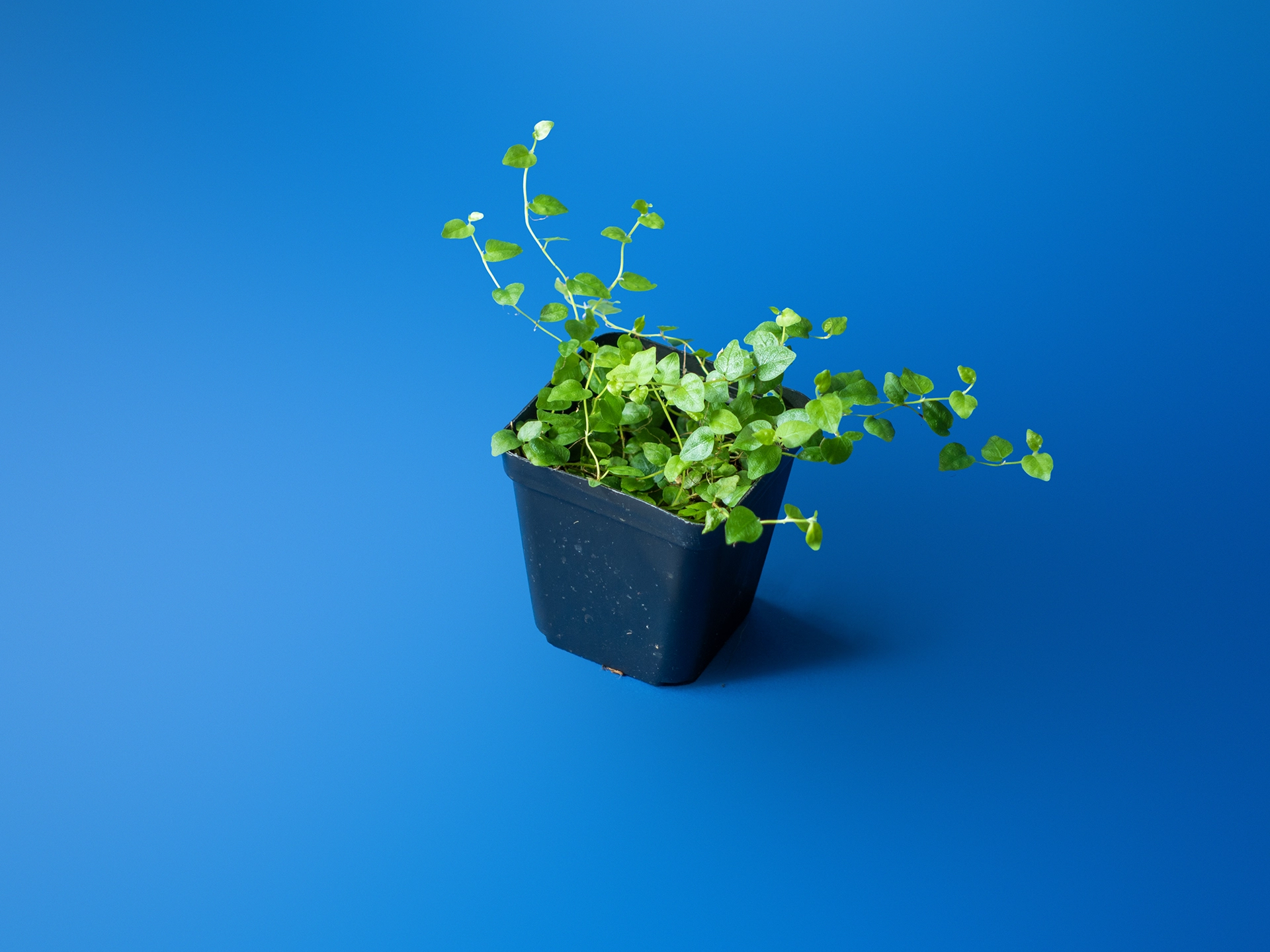 Cumpără o planta de terariu Ficus Sp. Colombia în ghiveci de 7 cm. Lăstar exotic cățărător înrădăcinat în mușchi sphagnum, ideal pentru terarii închise. Livrare prin curier.