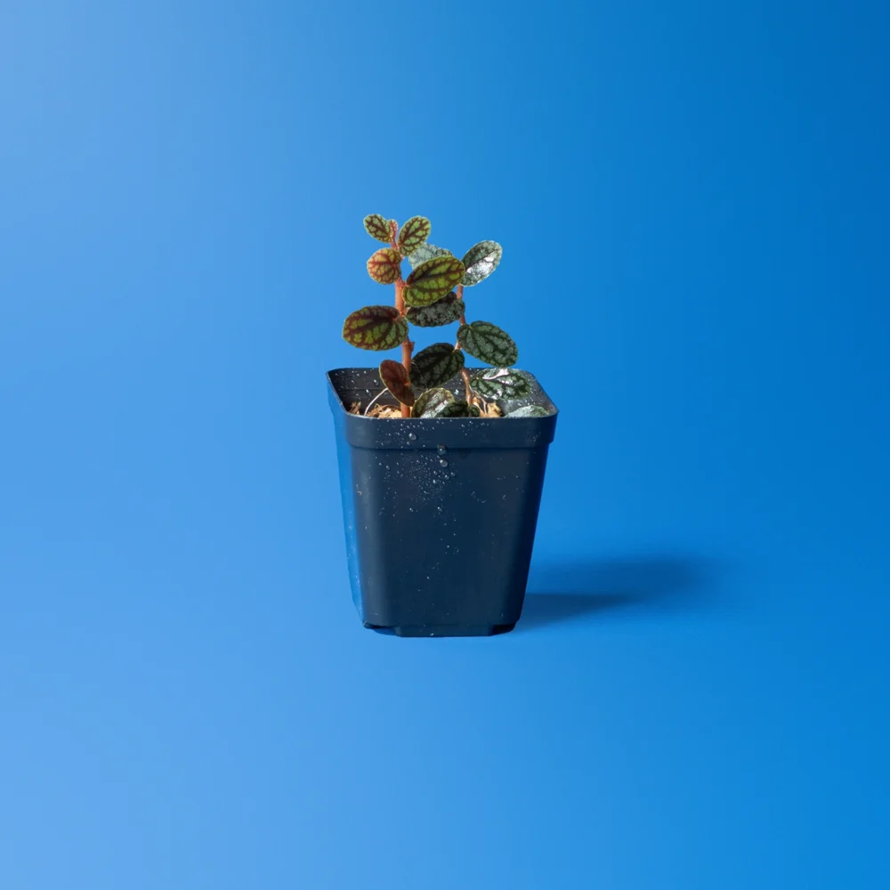 Planta de terariu Pellionia Pulchra