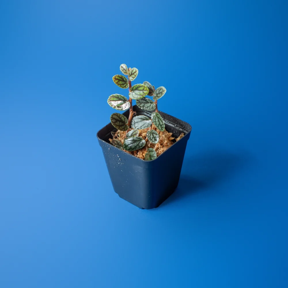 Planta de terariu Pellionia Pulchra