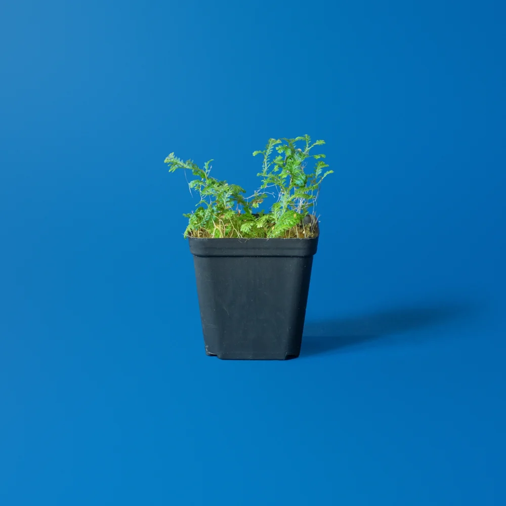 Planta de terariu Selaginella Uncinata cu reflexii albastre iridiscente in ghiveci