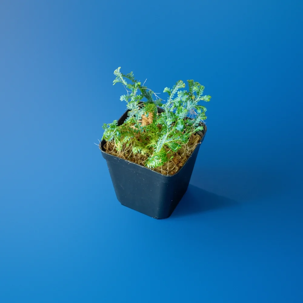 Planta de terariu Selaginella Uncinata cu reflexii albastre iridiscente in ghiveci