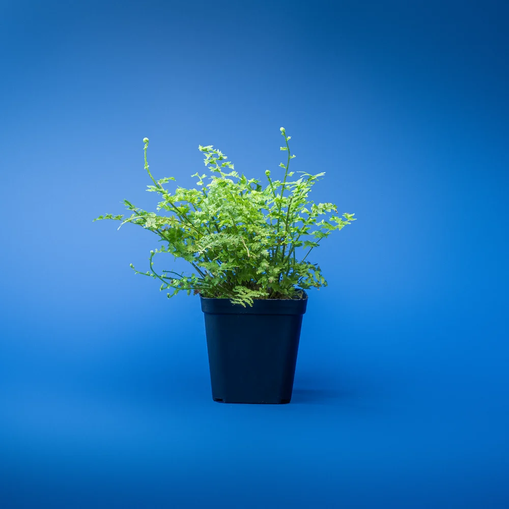 plante verzi naturale pentru terariu tropical