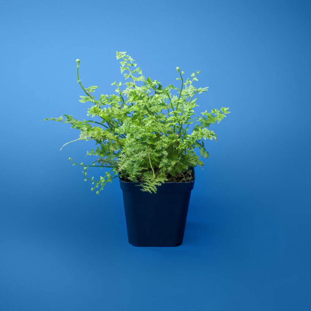 plante verzi naturale pentru terariu tropical