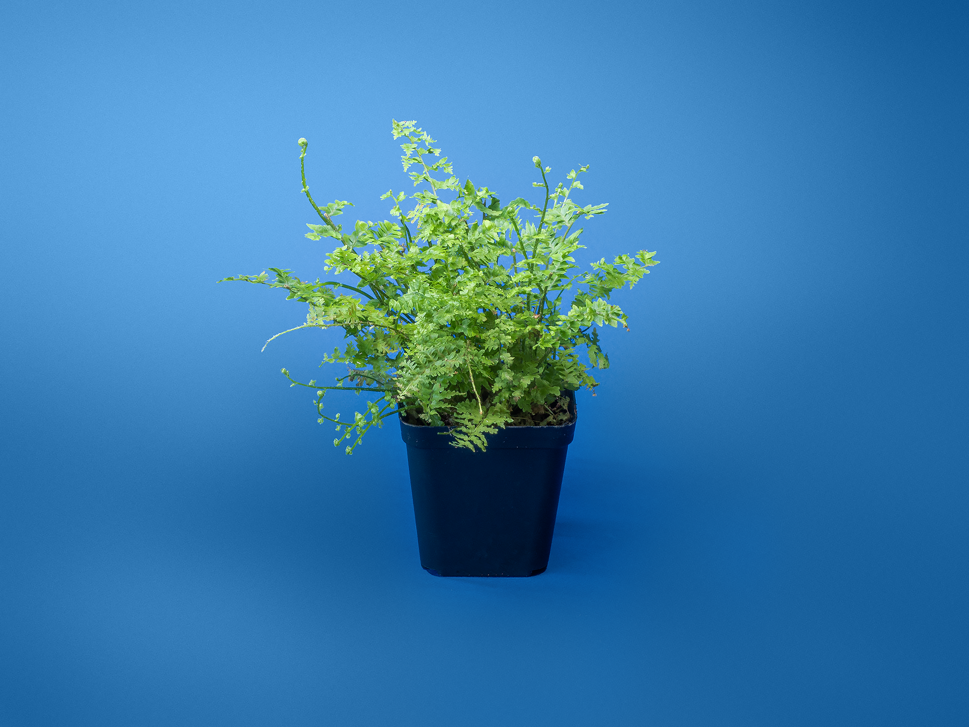 plante verzi naturale pentru terariu tropical