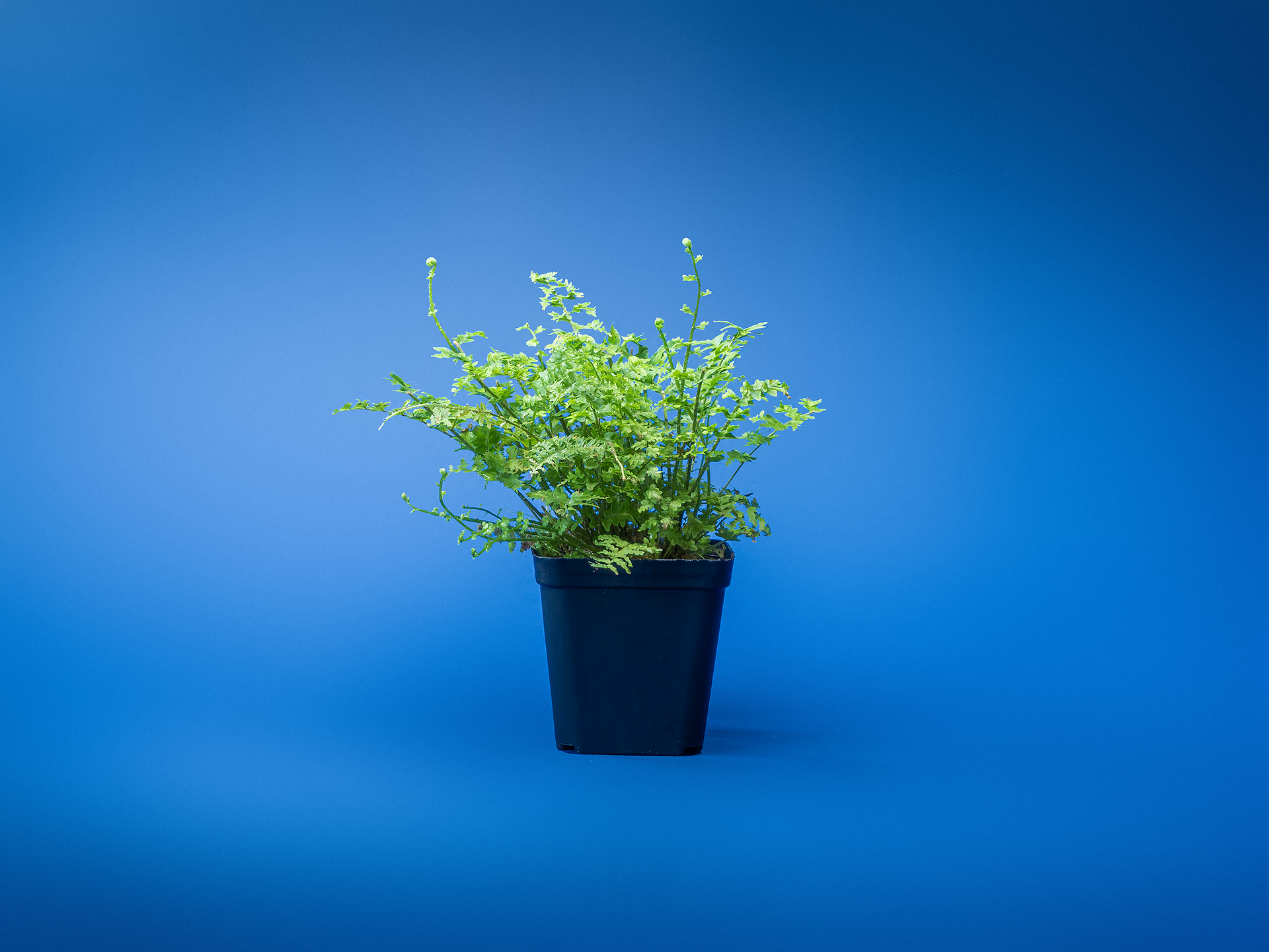 plante verzi naturale pentru terariu tropical