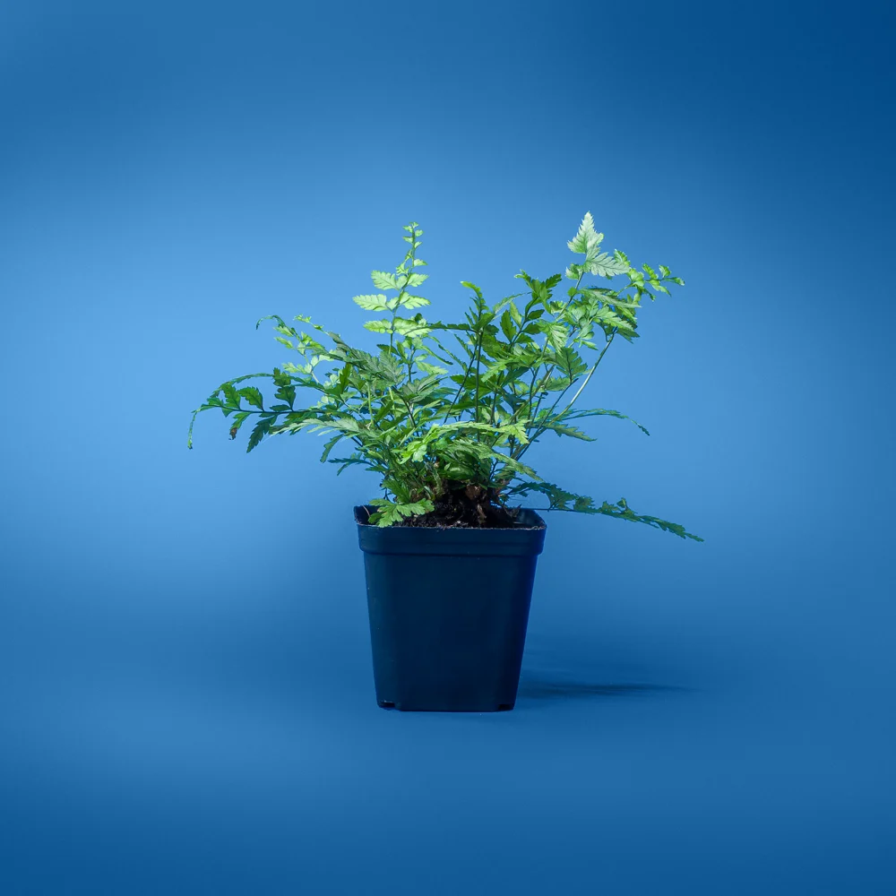 plante verzi naturale pentru terariu tropical