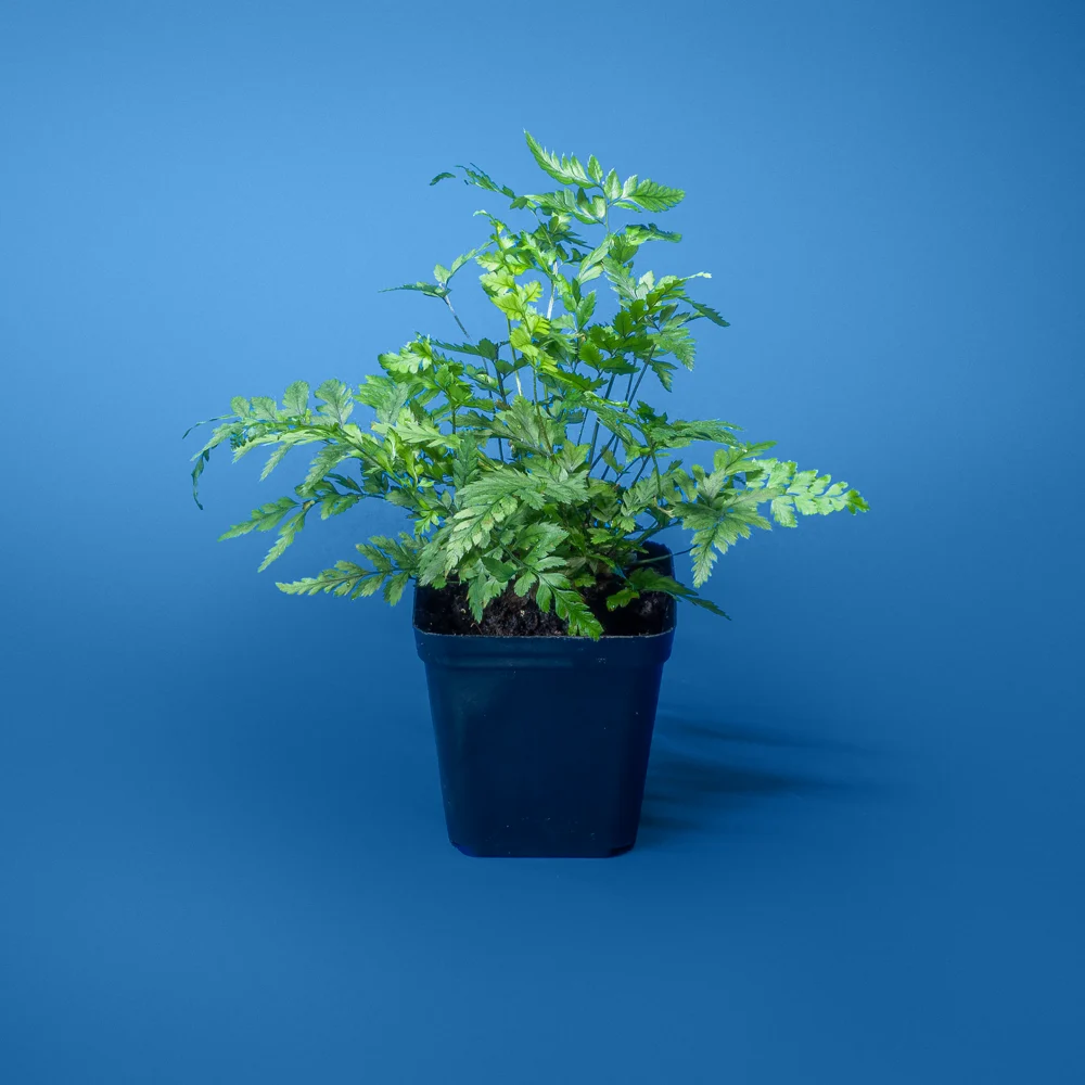 plante verzi naturale pentru terariu tropical